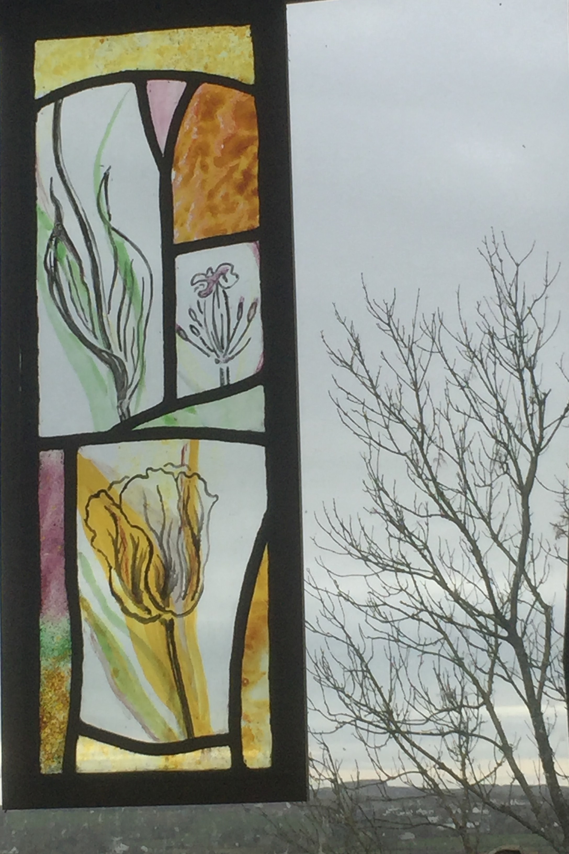 Tulipa Regalia Tulipa Regalia
